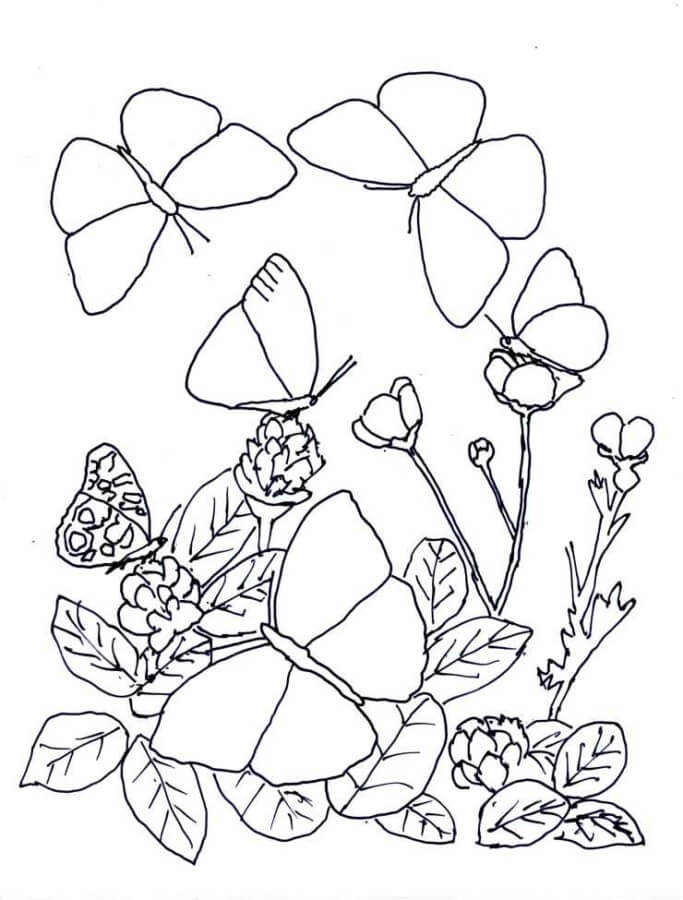 Desenho de Borboletas para imprimir