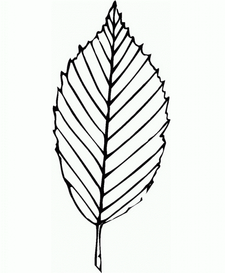 Desenho de Folhas para imprimir