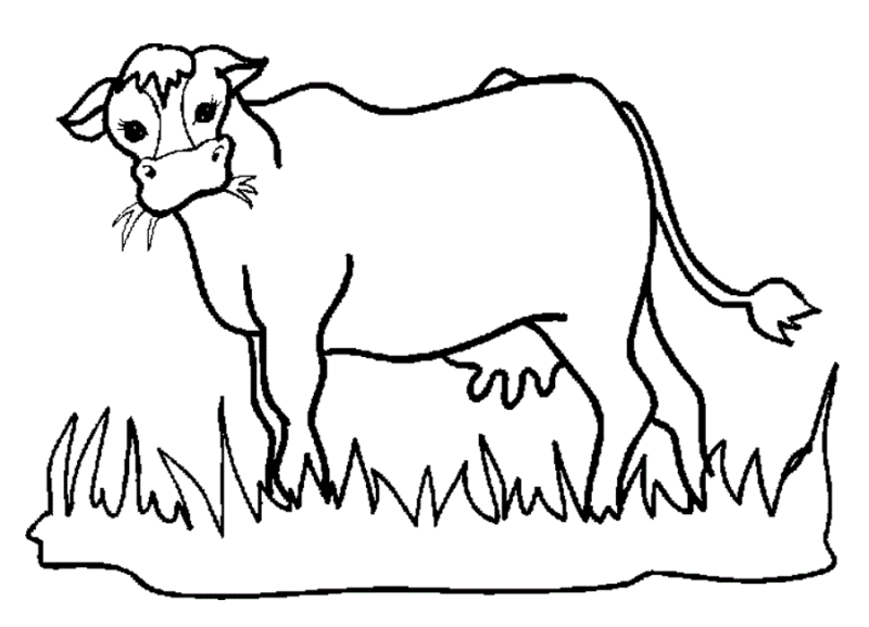Desenho de Vacas para imprimir