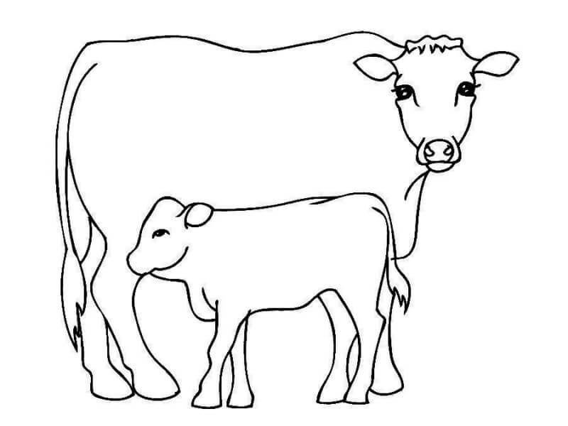 Desenho de Vacas para imprimir