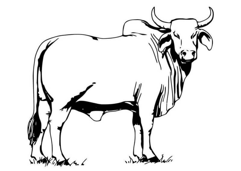 Desenho de Vacas para imprimir