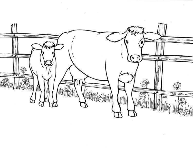 Desenho de Vacas para imprimir