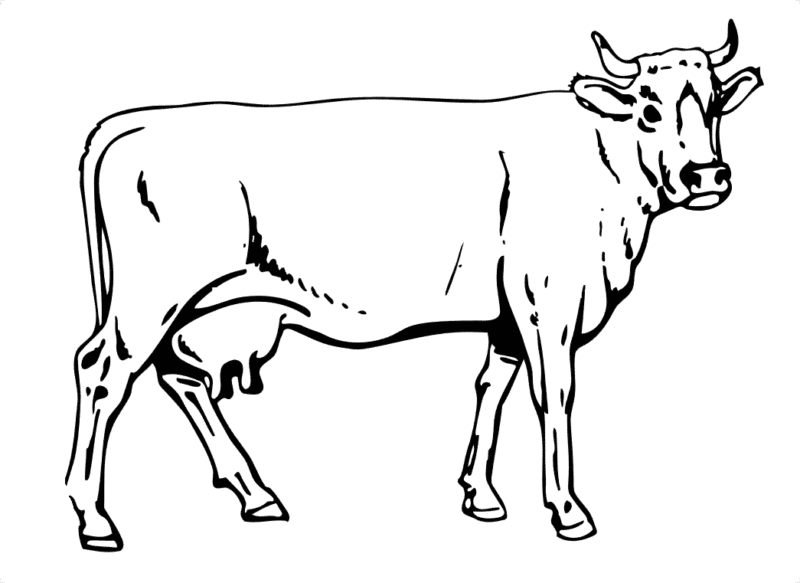 Desenho de Vacas para imprimir