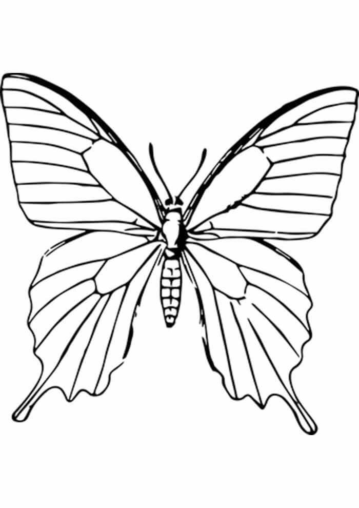 Desenho de Borboletas para imprimir