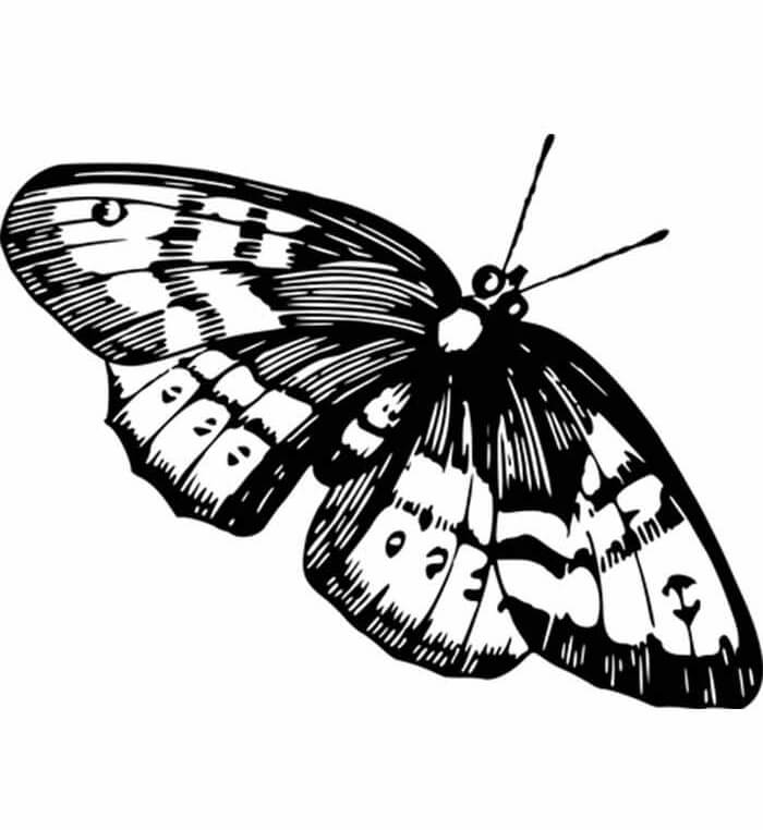 Desenho de Borboletas para imprimir