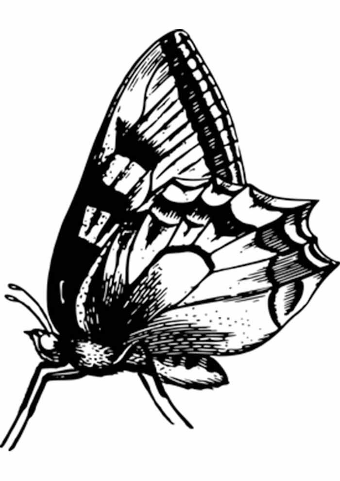 Desenho de Borboletas para imprimir