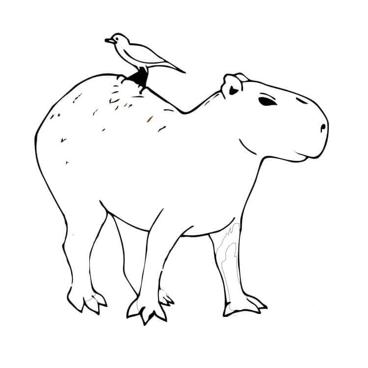 Desenho de Capivara para imprimir