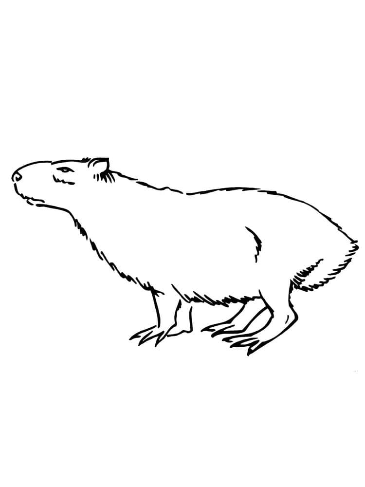 Desenho de Capivara para imprimir