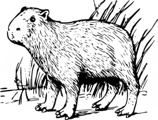Desenho de Capivara para imprimir