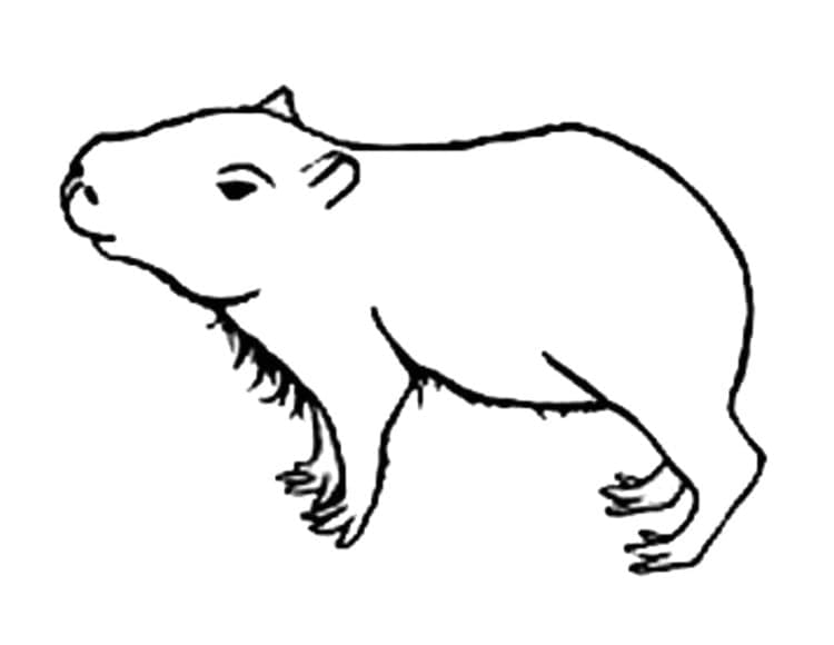 Desenho de Capivara para imprimir