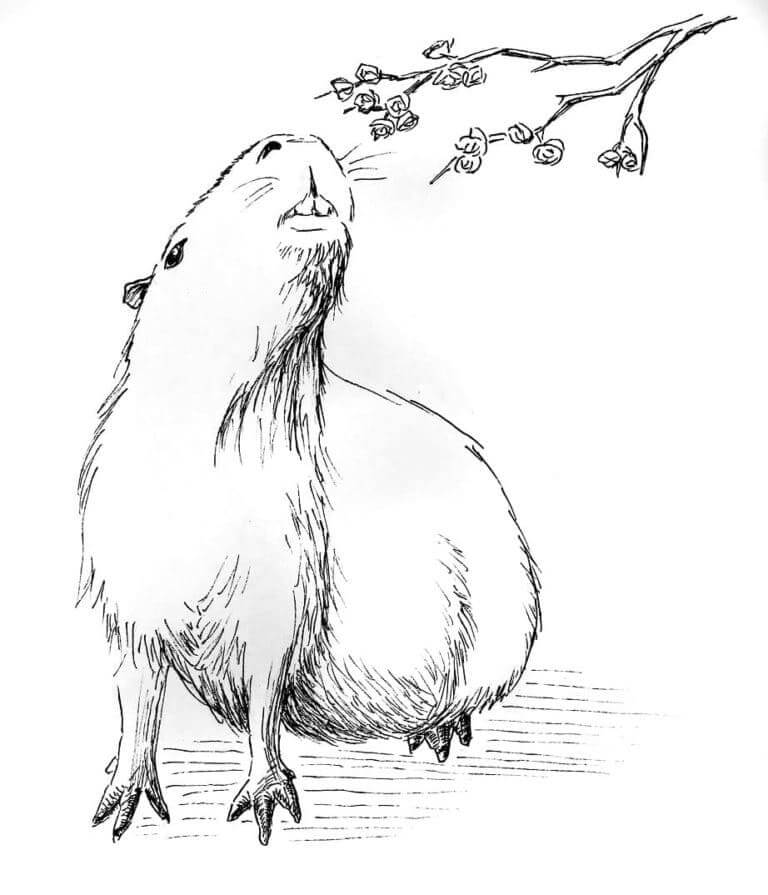Desenho de Capivara para imprimir