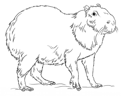 Desenho de Capivara para imprimir