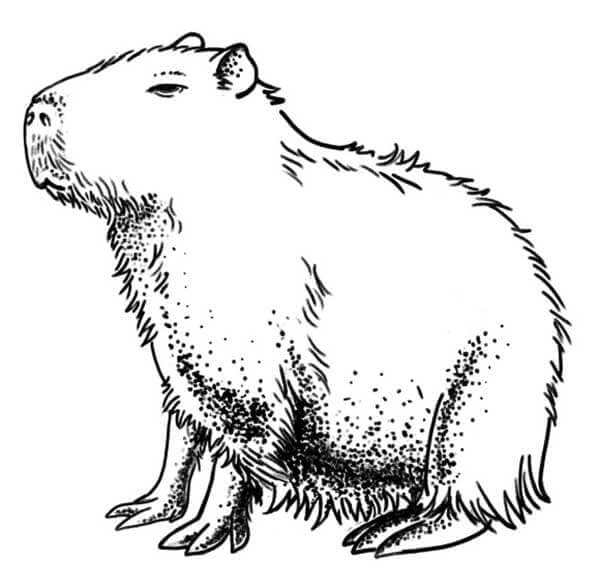 Desenho de Capivara para imprimir