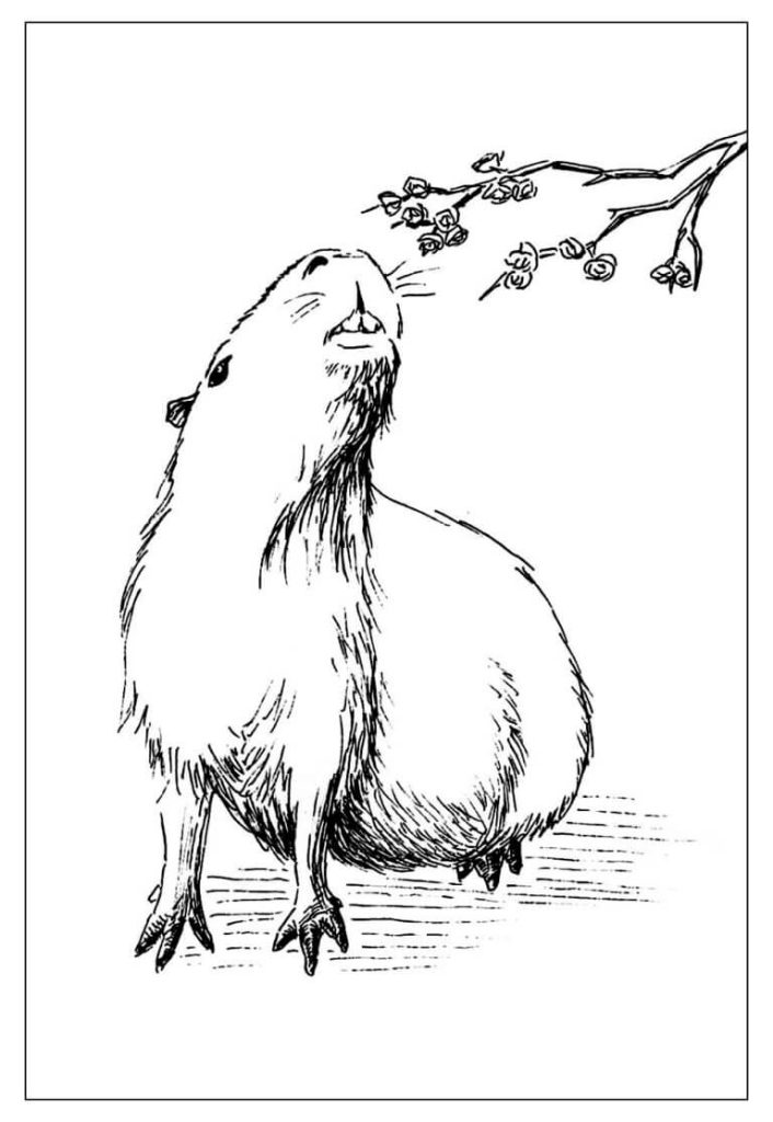 Desenho de Capivara para imprimir