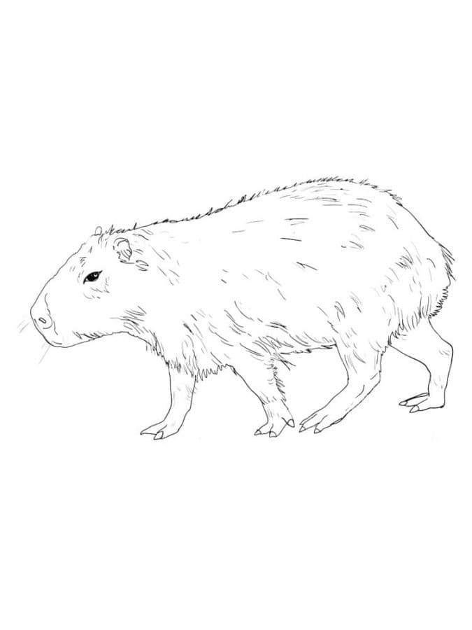 Desenho de Capivara para imprimir