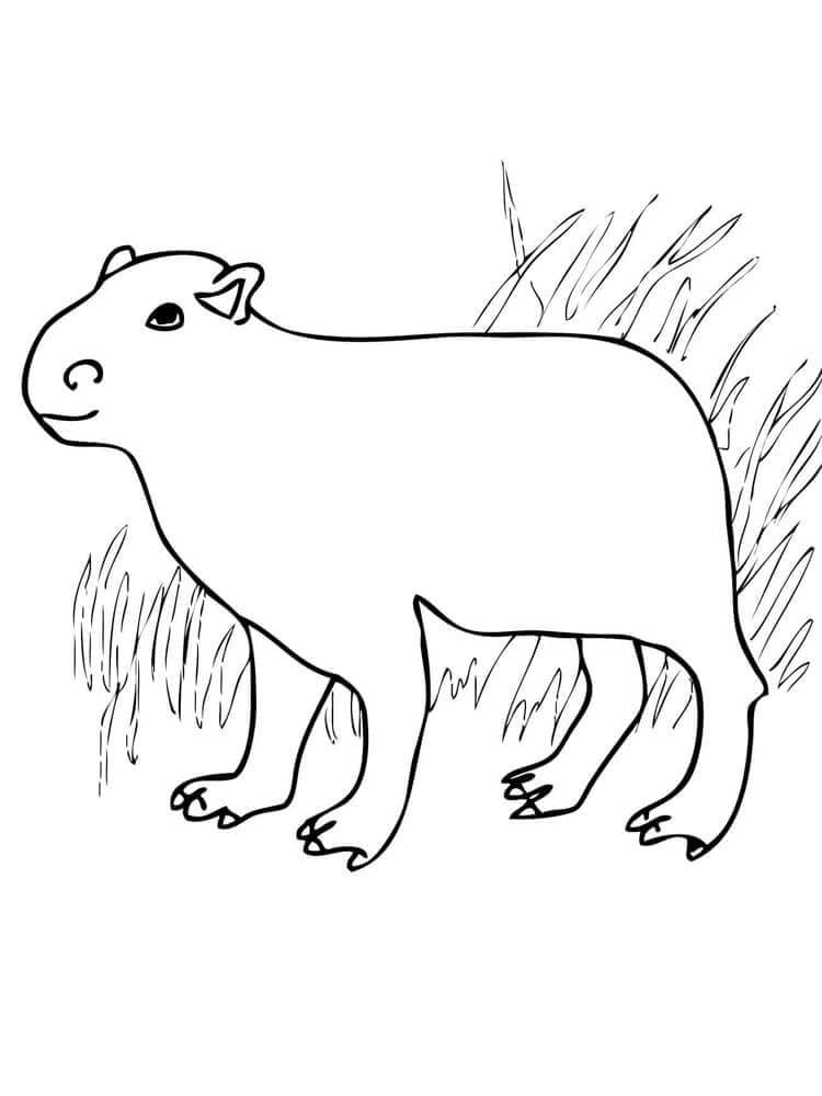 Desenho de Capivara para imprimir