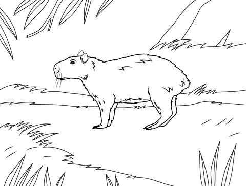 Desenho de Capivara para imprimir