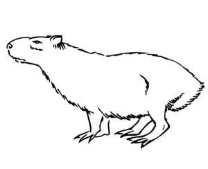 Desenho de Capivara para imprimir