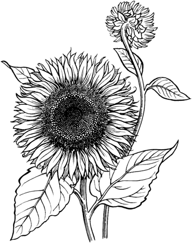Desenho de Girassol para imprimir