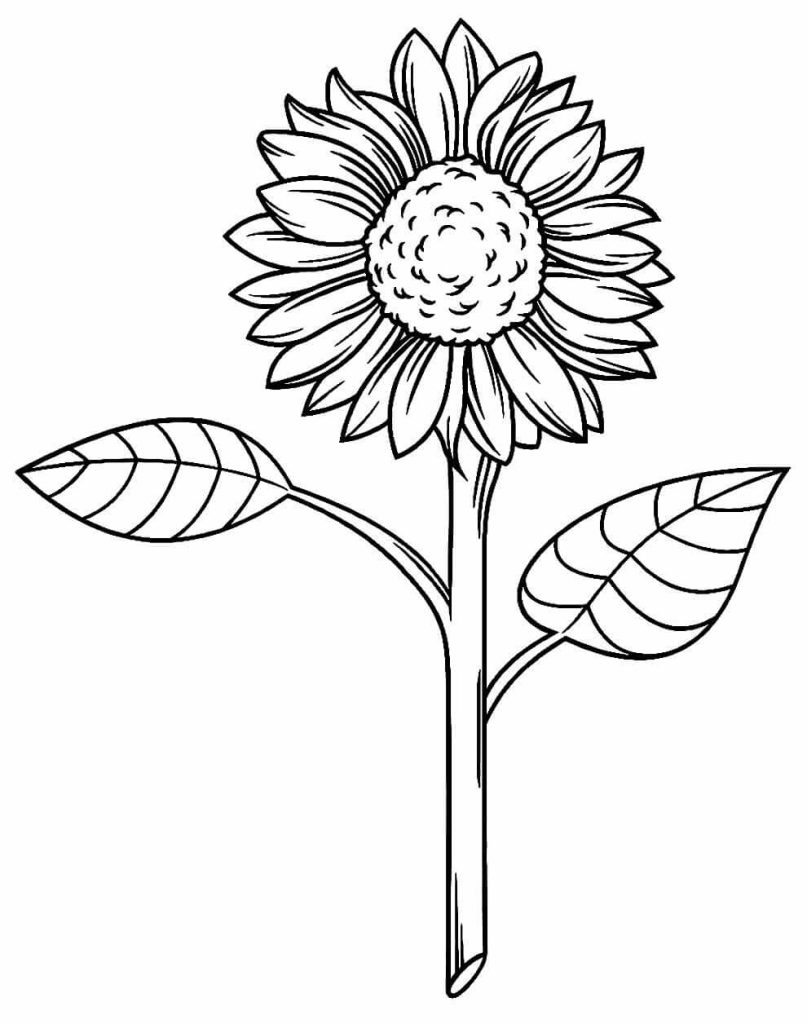 Desenho de Girassol para imprimir