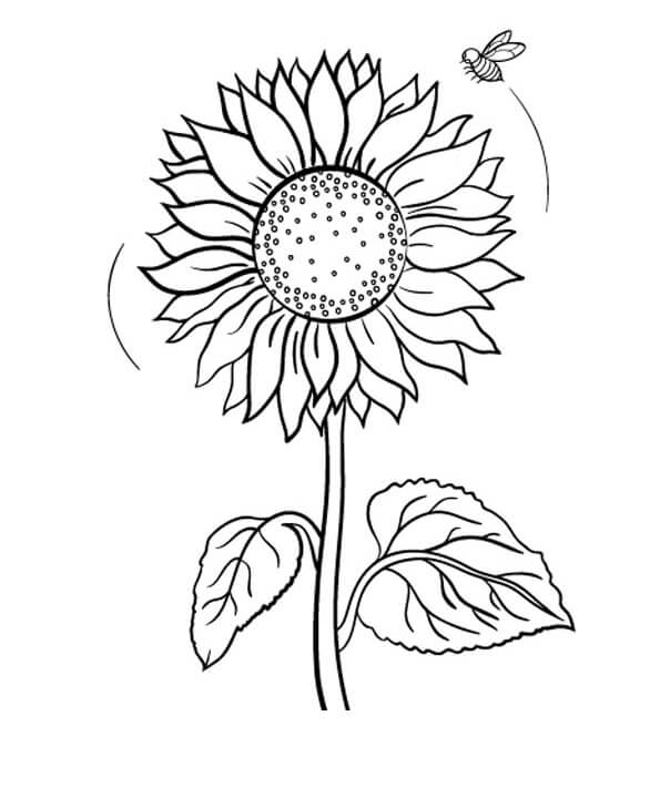Desenho de Girassol para imprimir