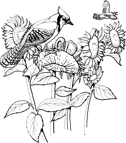 Desenho de Girassol para imprimir