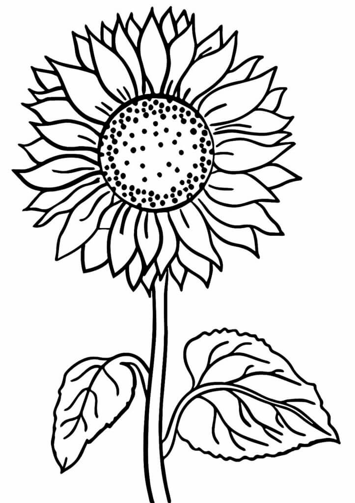Desenho de Girassol para imprimir