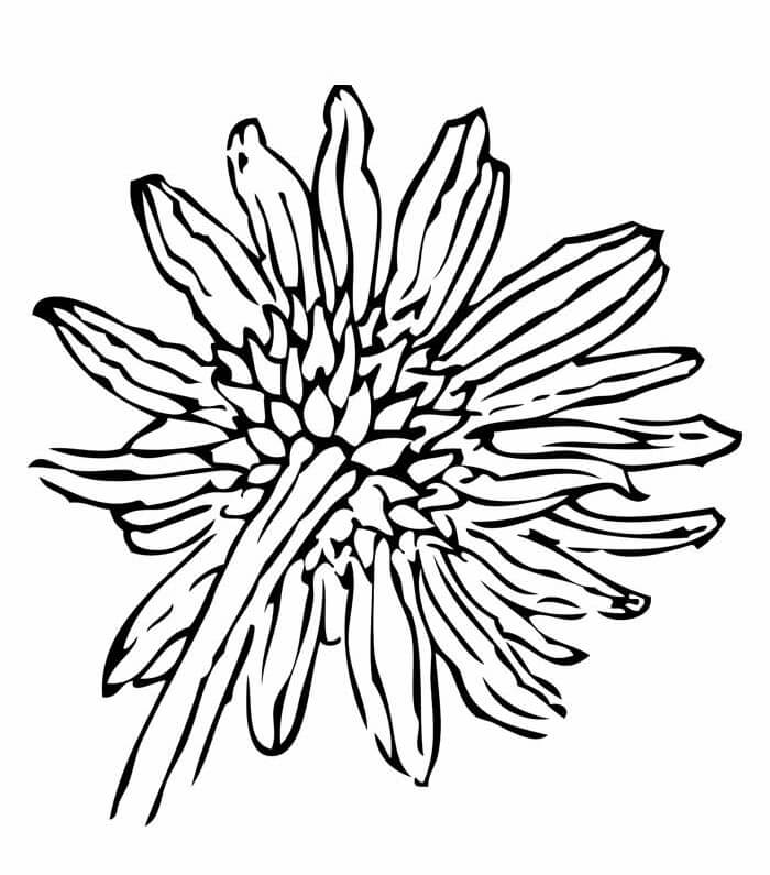 Desenho de Girassol para imprimir