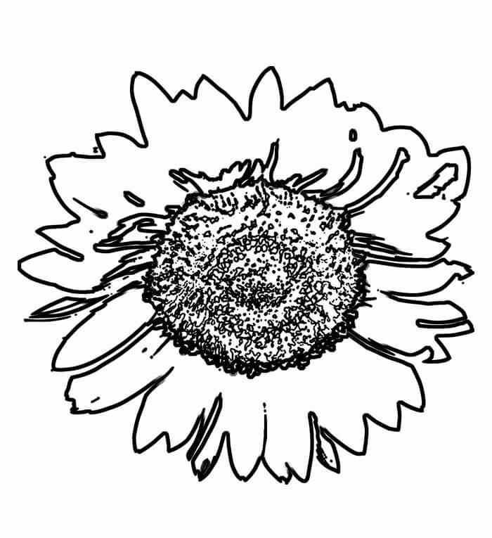 Desenho de Girassol para imprimir