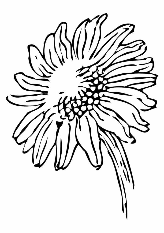 Desenho de Girassol para imprimir