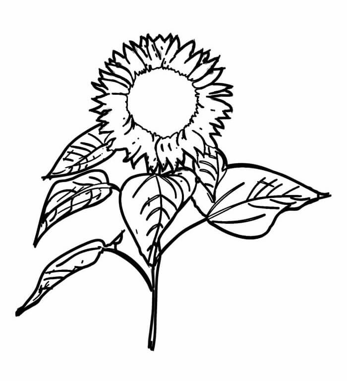 Desenho de Girassol para imprimir