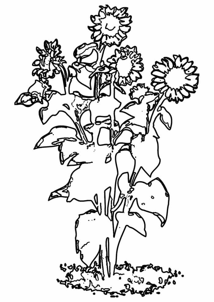 Desenho de Girassol para imprimir