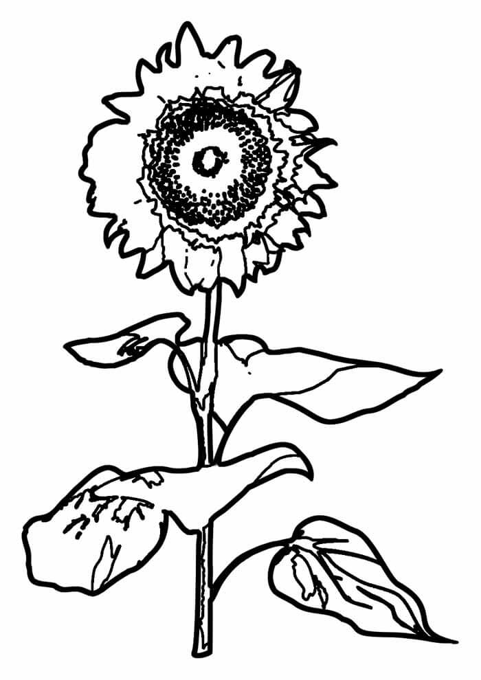 Desenho de Girassol para imprimir