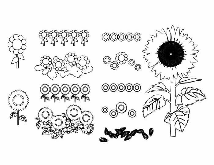 Desenho de Girassol para imprimir
