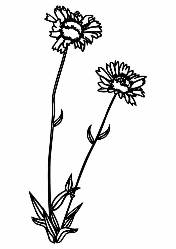 Desenho de Girassol para imprimir