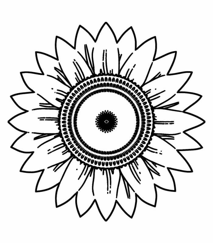 Desenho de Girassol para imprimir