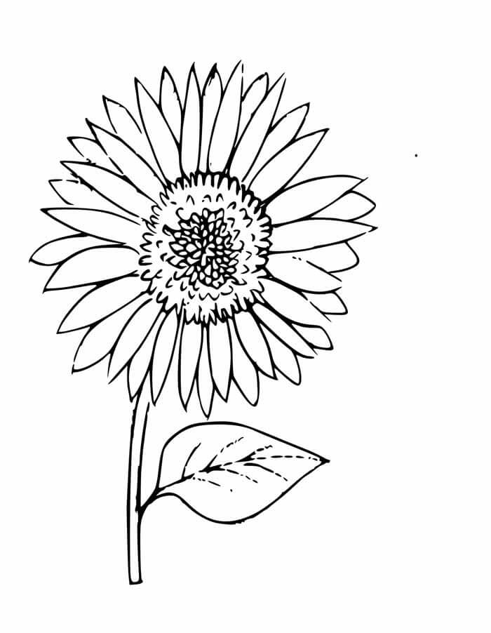 Desenho de Girassol para imprimir