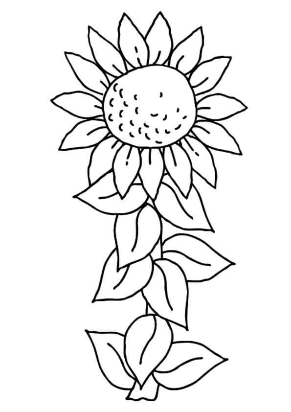 Desenho de Girassol para imprimir