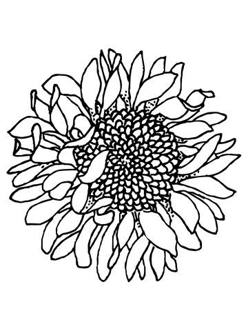 Desenho de Girassol para imprimir