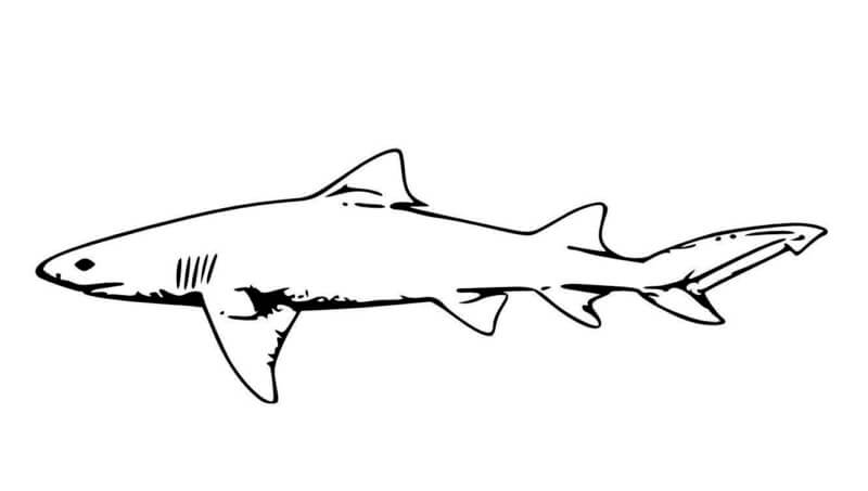 Desenho de Tubarão para imprimir