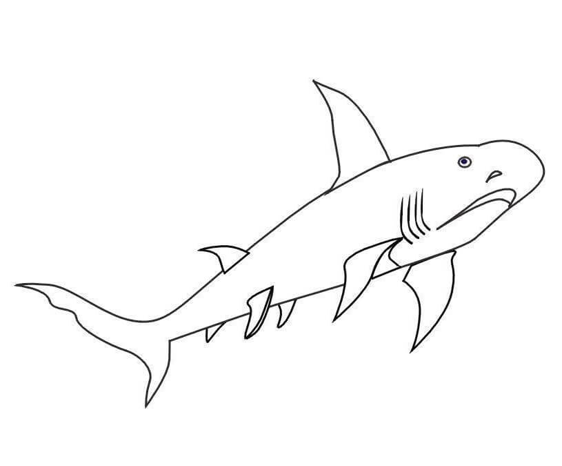 Desenho de Tubarão para imprimir