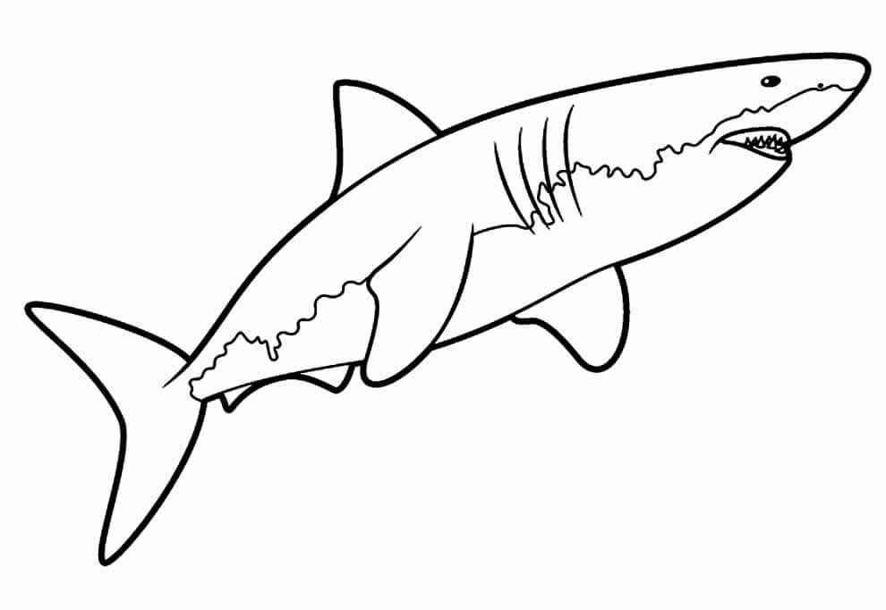 Desenho de Tubarão para imprimir