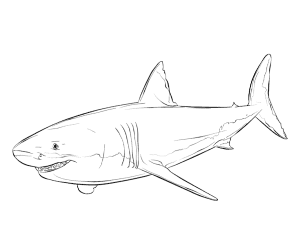 Desenho de Tubarão para imprimir