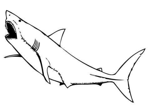 Desenho de Tubarão para imprimir