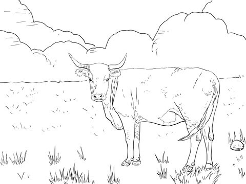 Desenho de Vacas para imprimir