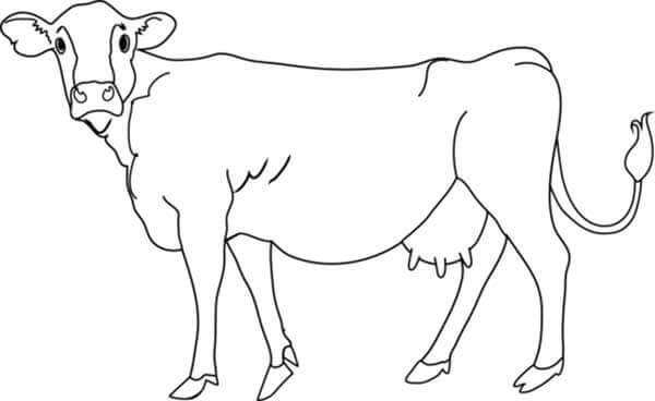 Desenho de Vacas para imprimir