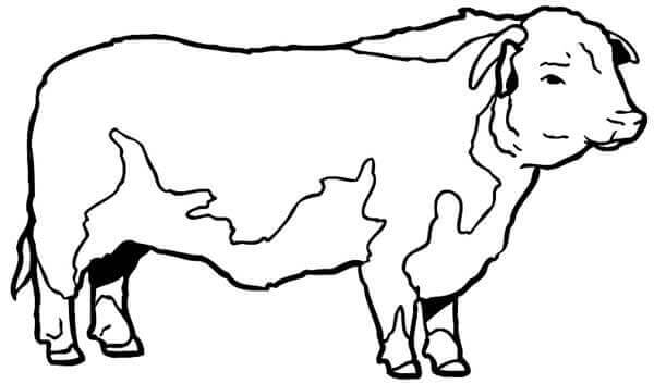 Desenho de Vacas para imprimir