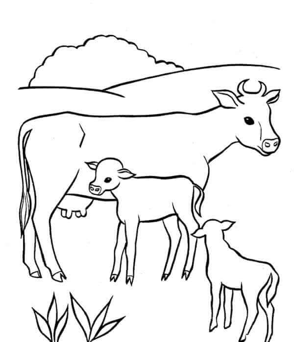 Desenho de Vacas para imprimir