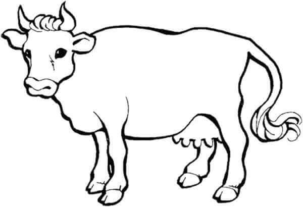 Desenho de Vacas para imprimir