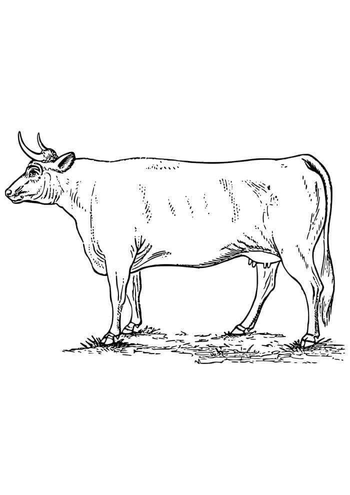 Desenho de Vacas para imprimir
